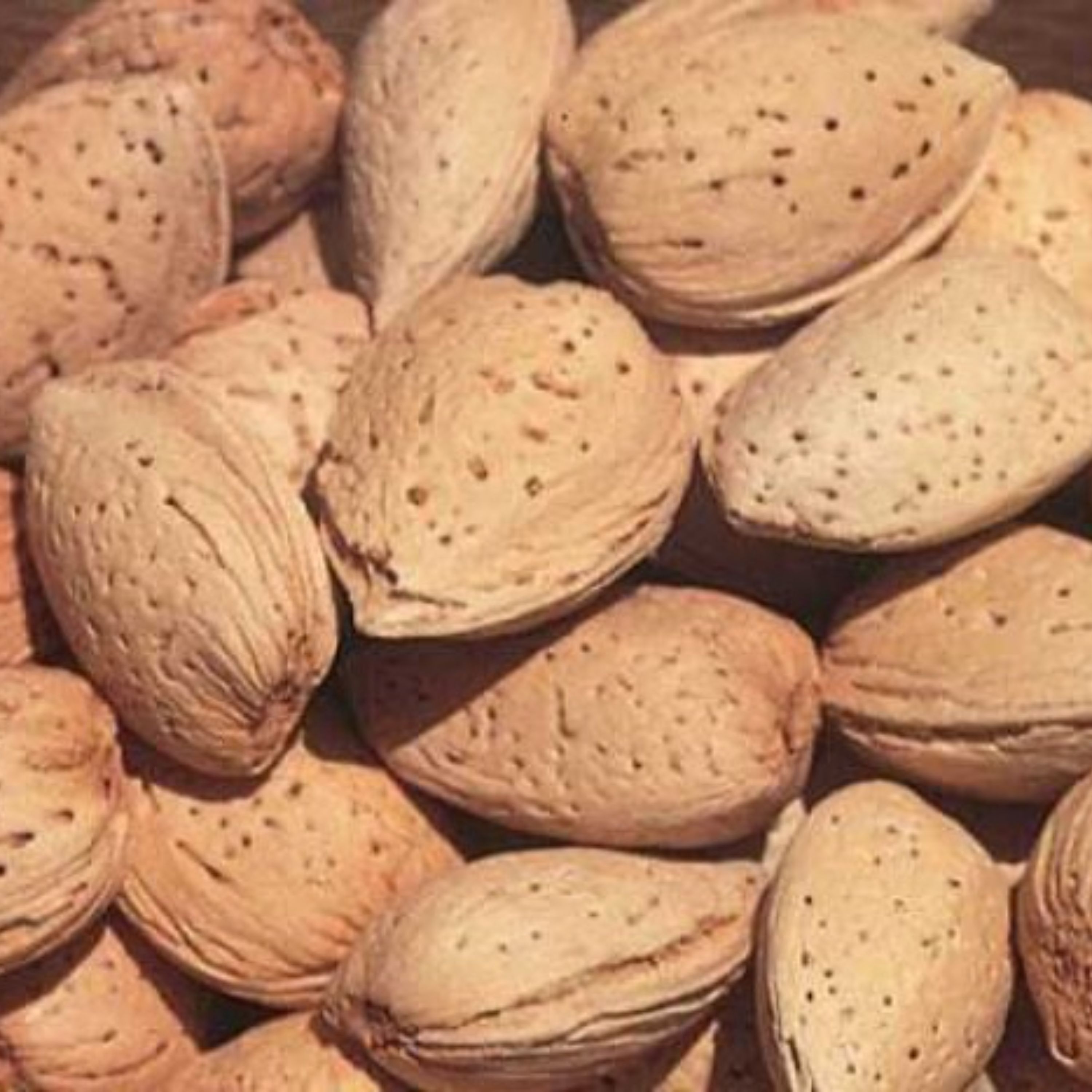 بادام سنگی باغی آبخورده امسال (یک کیلویی)