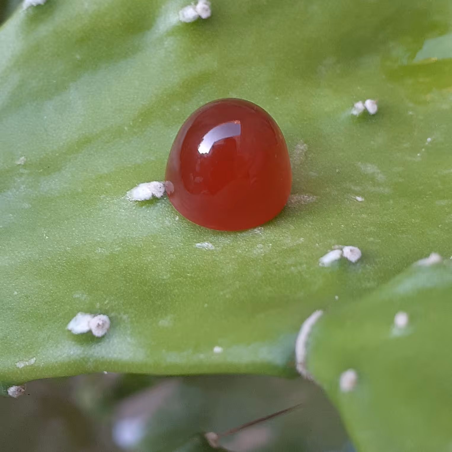 عقیق سرخ(خراسان،درجه یک)