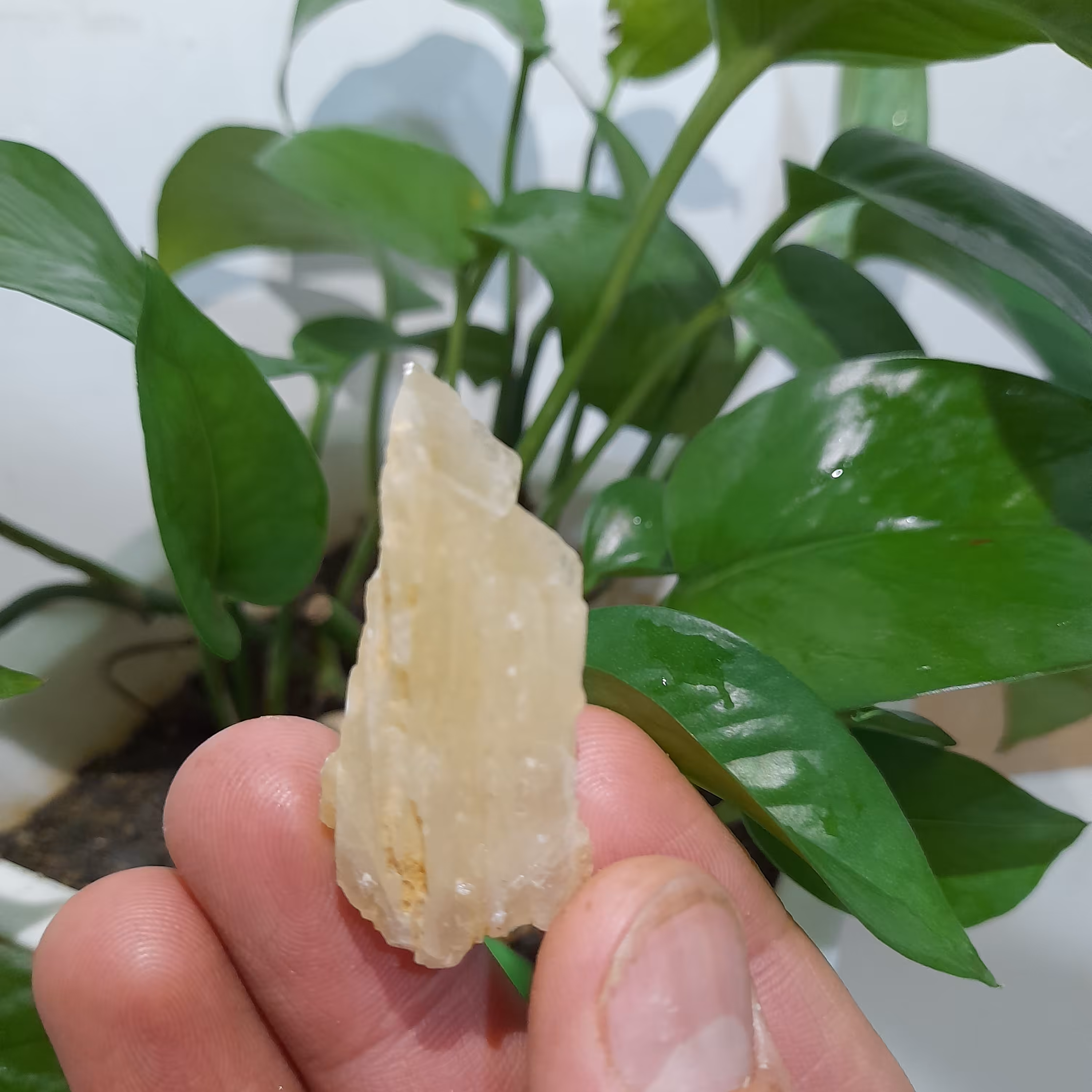 سنگ عقیق کوارتز بلوری سفیدنباتی طبیعی تراش نخورده 20 گرم