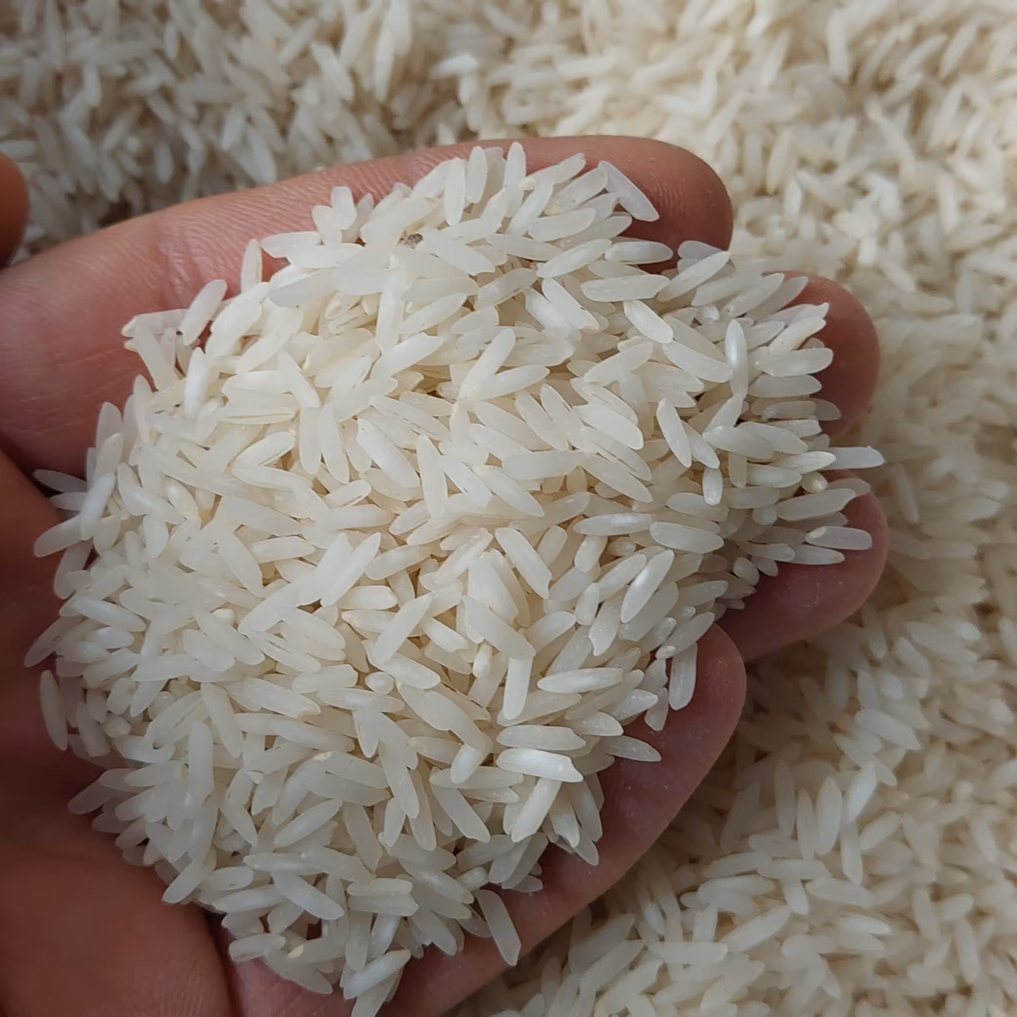 برنج طارم ندا کیسه ده کیلویی 690هزارتومان(ارسال رایگان)