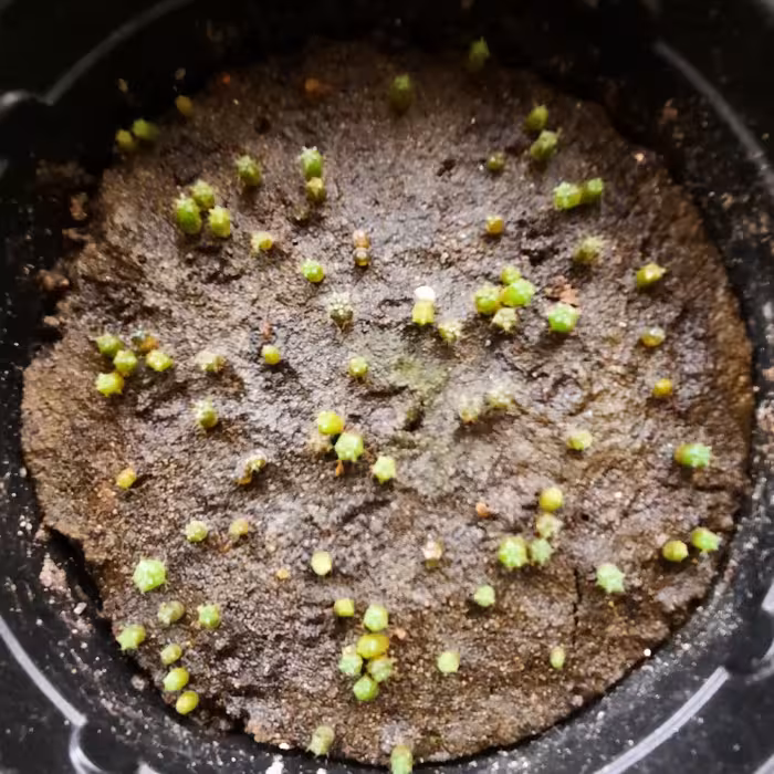 خاک مخصوص  ( کاشت بذر کاکتوس ) به همراه 2  سی سی  کود مایع  ریشه زا  