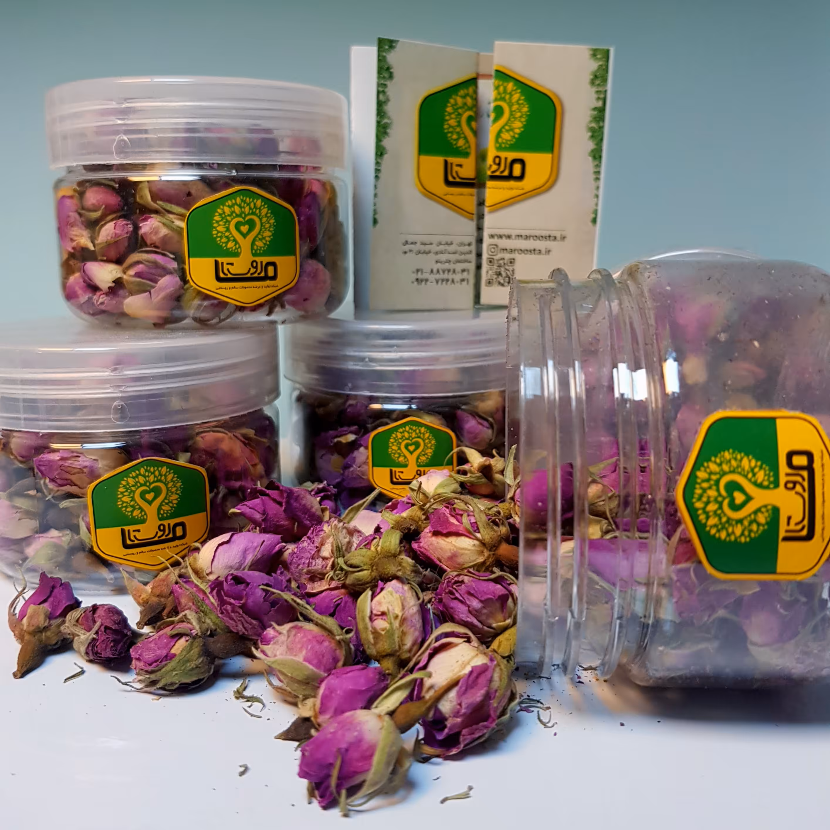 غنچه گل محمدی کاشان