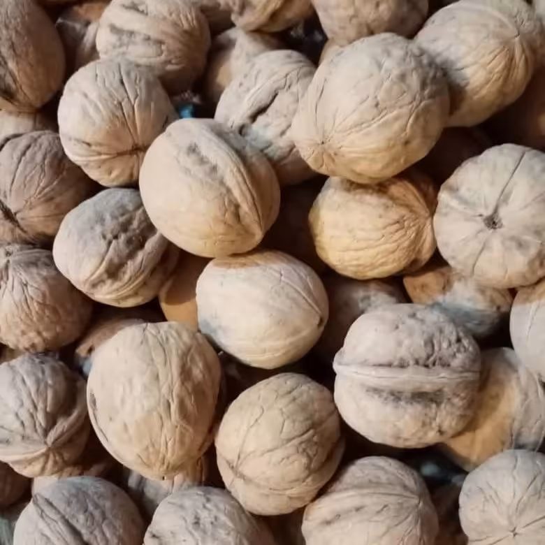 گردوی سایز ریز و متوسط