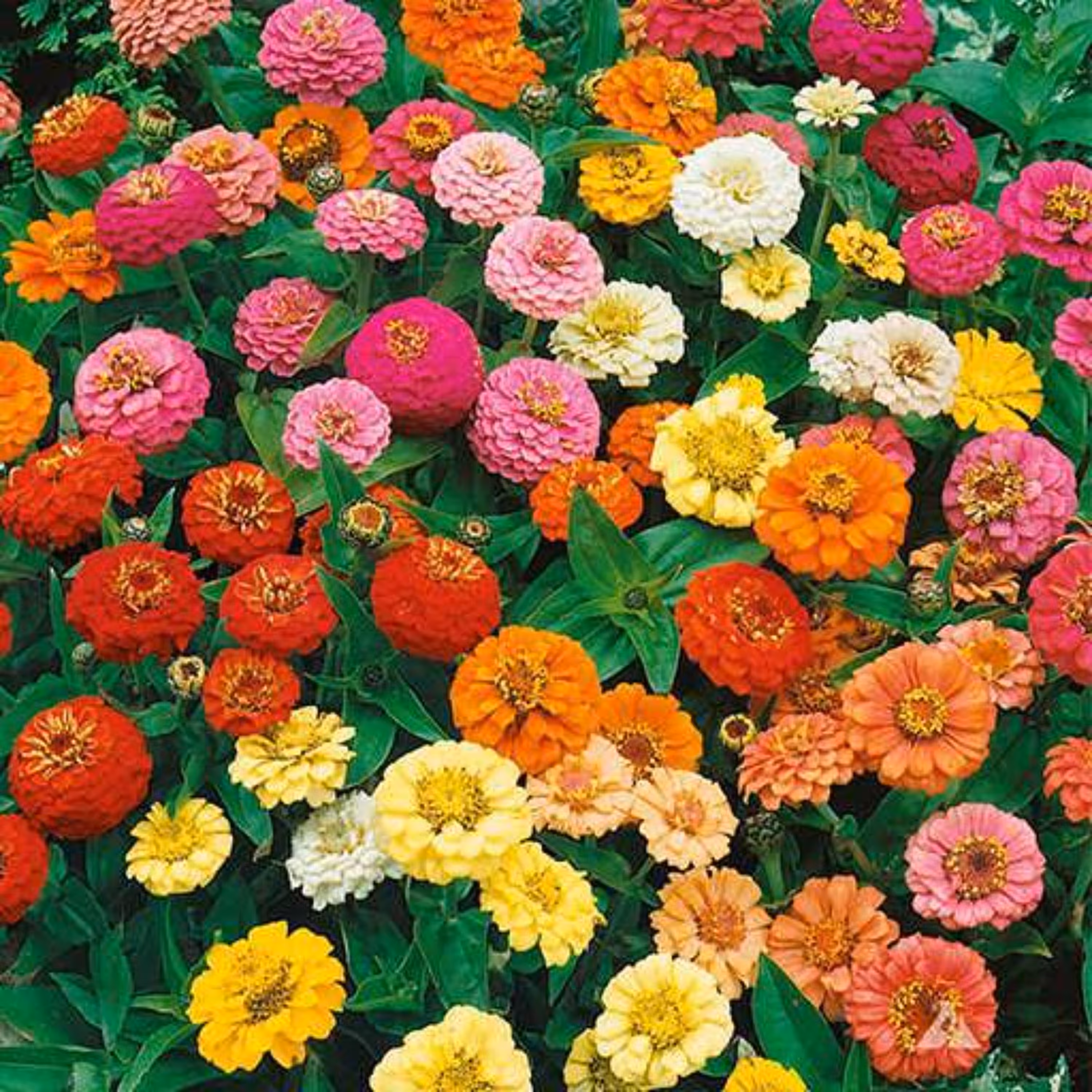 بذر گل آهار پا متوسط الوان 1گرمی 