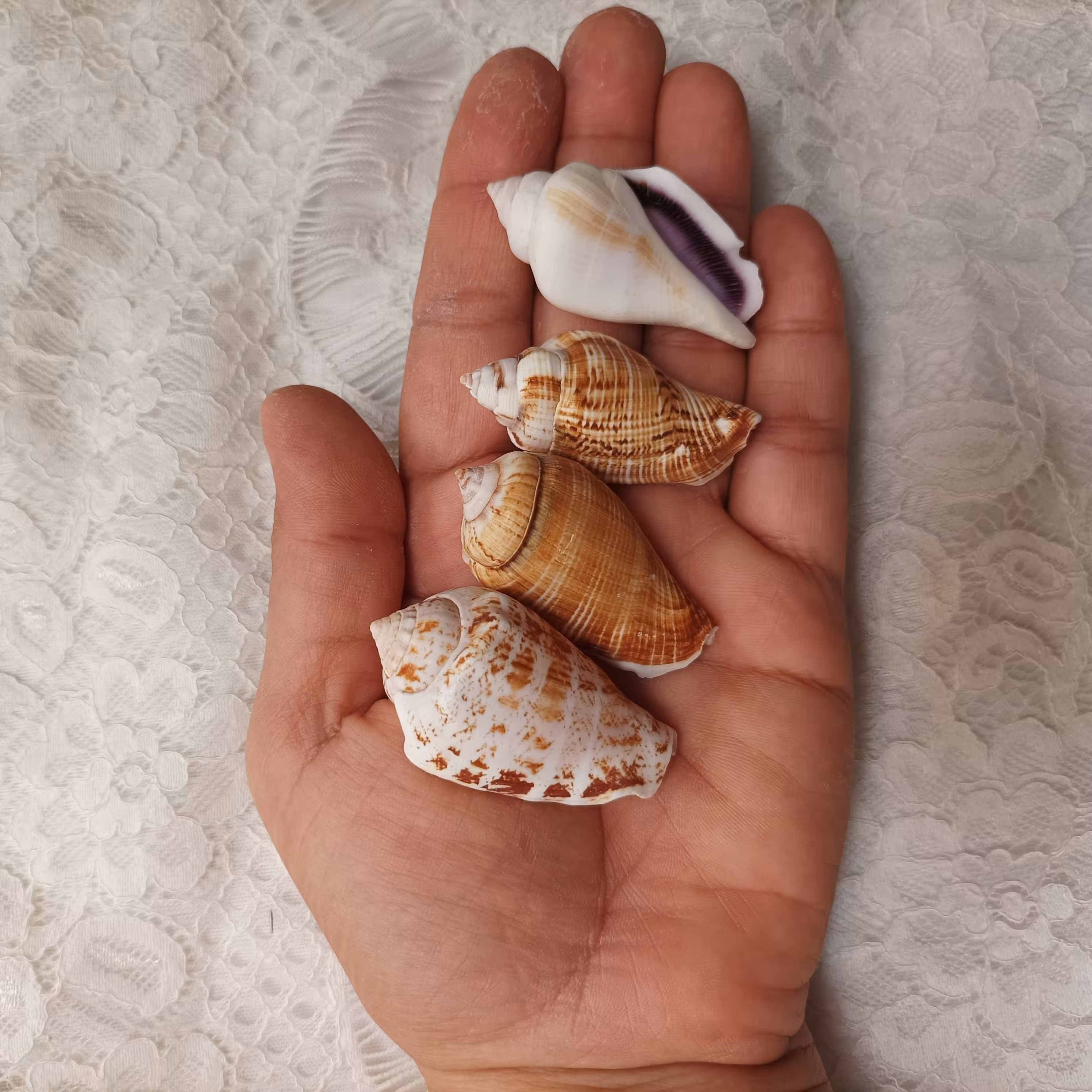 حلزون زیبای وارداتی مناسب دکوری  و کارهای تزیینی