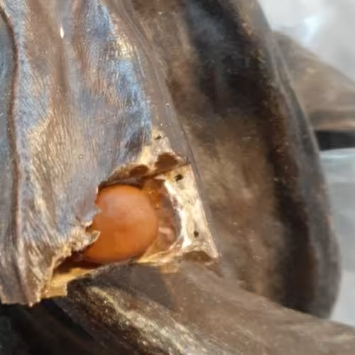 شیره خرنوب و 100 گرم گل بیدمشک خشک کم خونی فقر آهن خونساز 