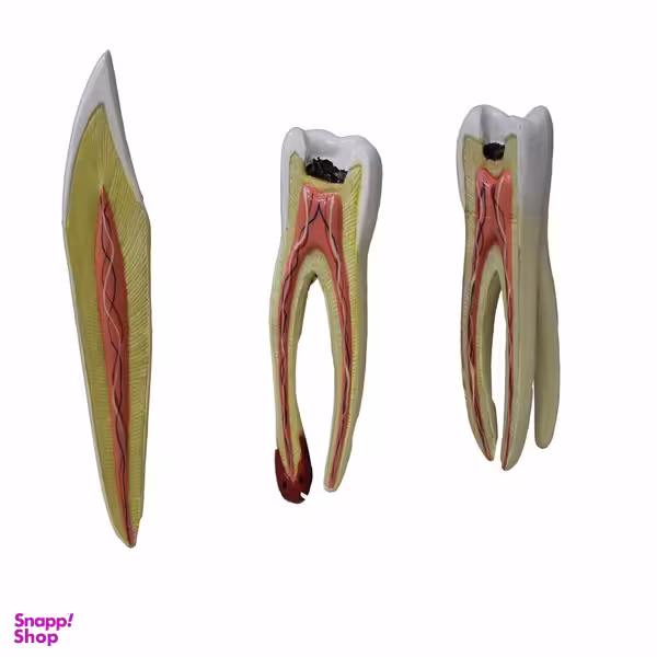 بازی آموزشی طرح دندان کد 30 بسته 3 عددی