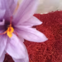 زعفران سوپر نگین صادراتی. یک مثقال