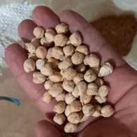 نخود دو کیلویی زودپز با ارسال رایګان