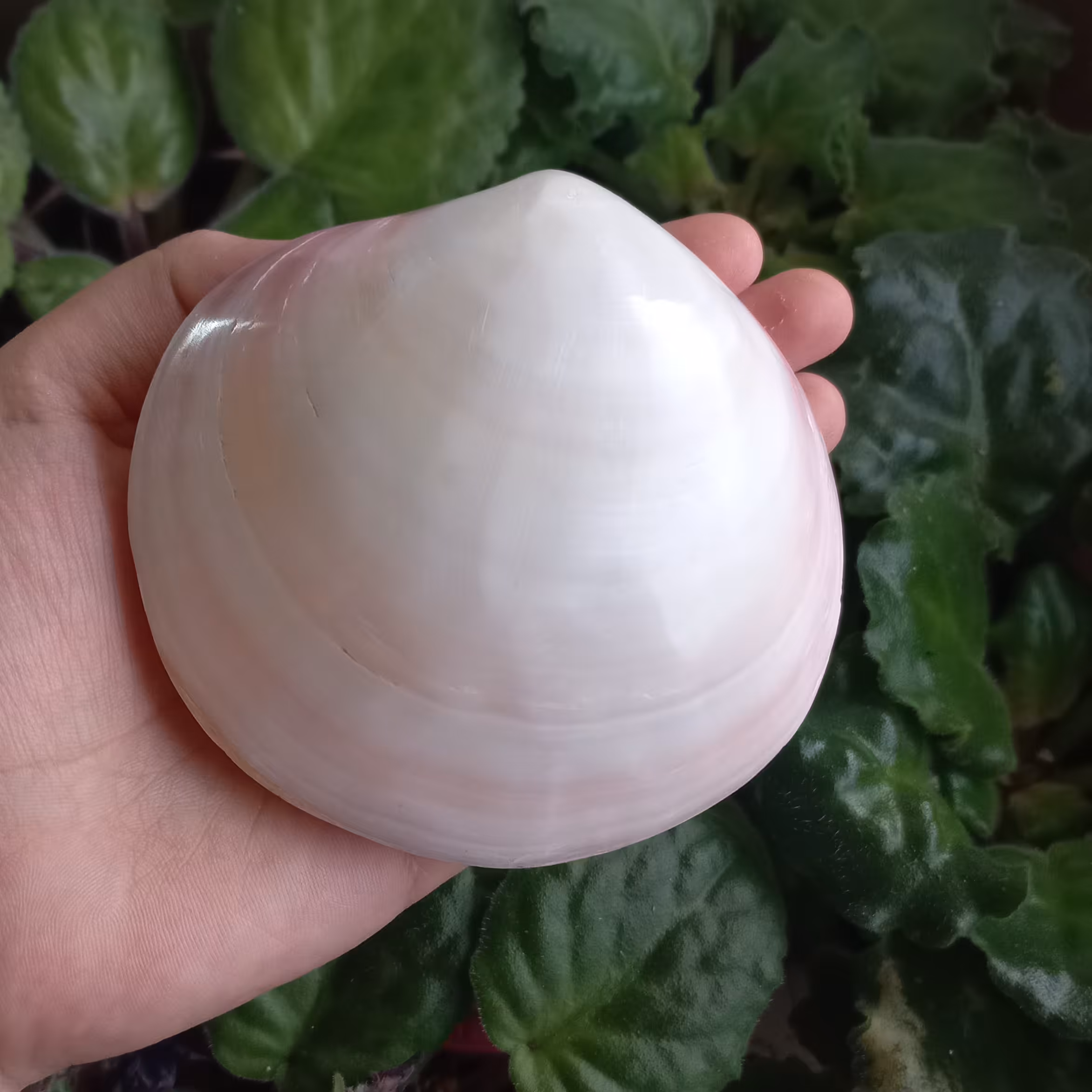 صدف دوکفه ای رنگ سفید مایل به شیری