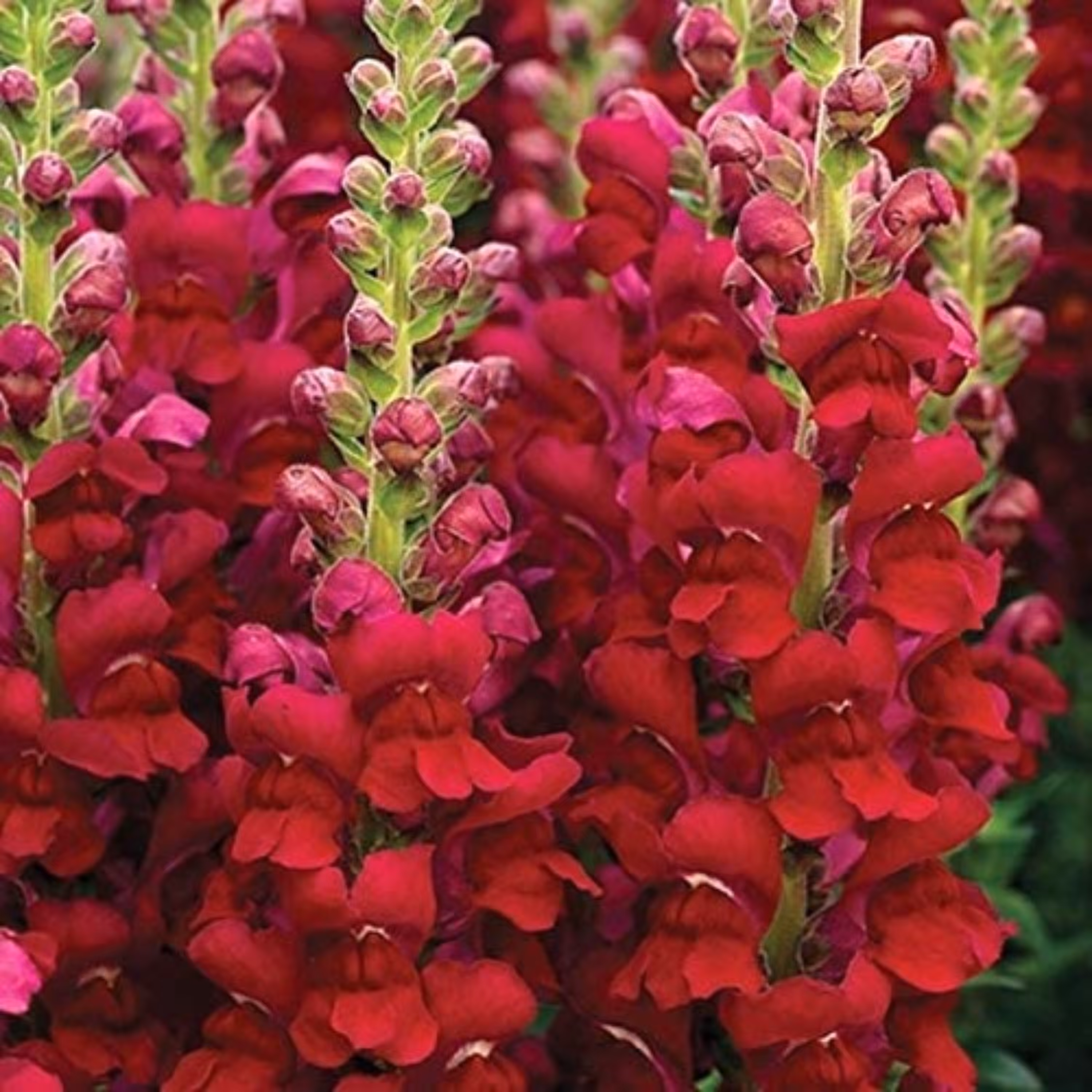 بذر گل میمون پا کوتاه قرمز