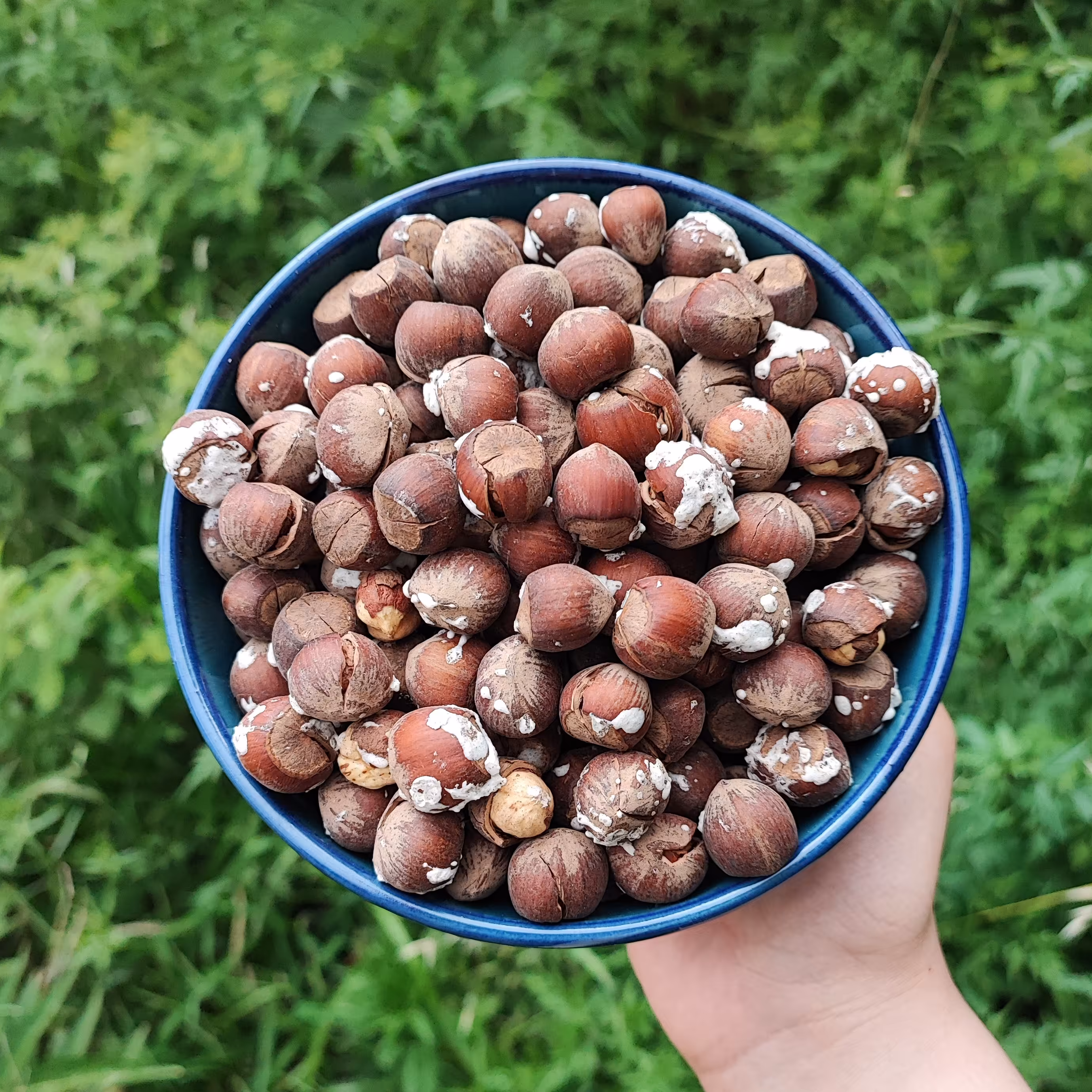 فندق محلی امساله برشته(1000گرمی) 