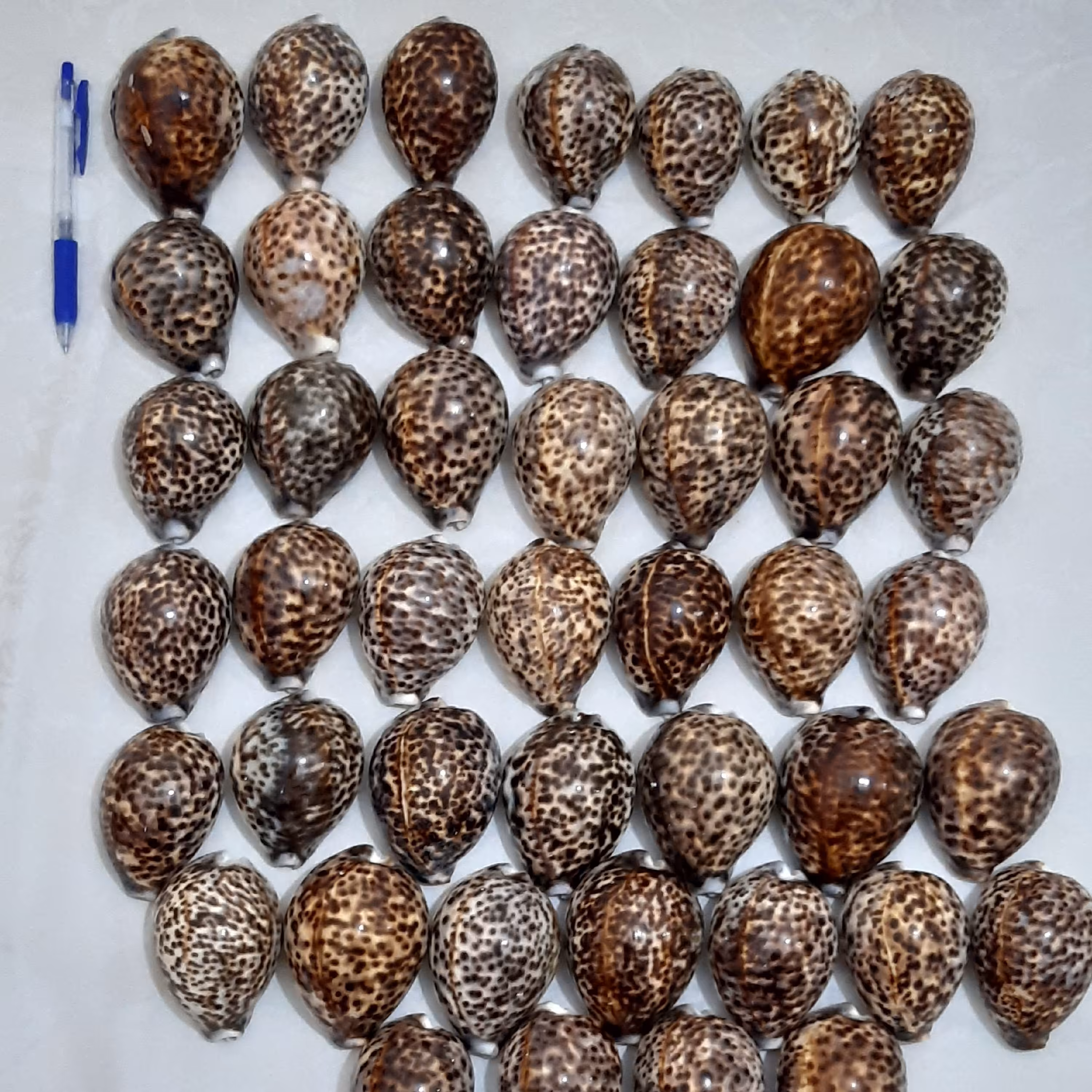 صدف تاگر بزرگ