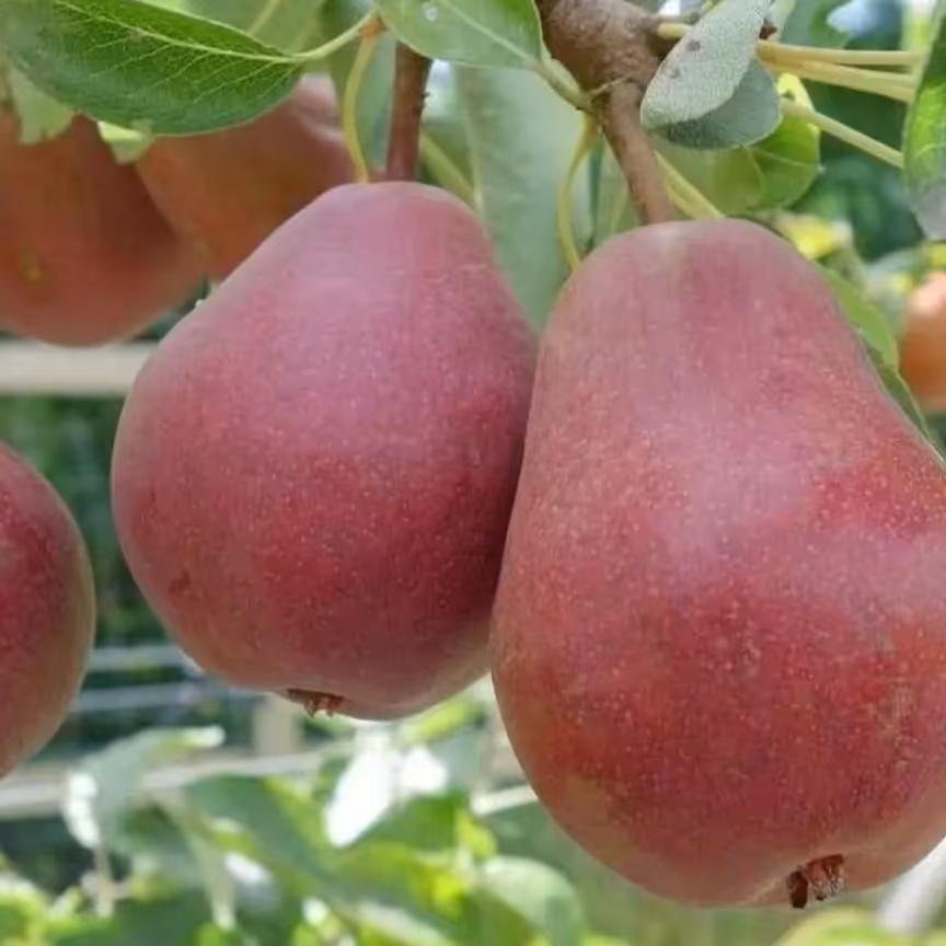 نهال گلابی رد آنجو