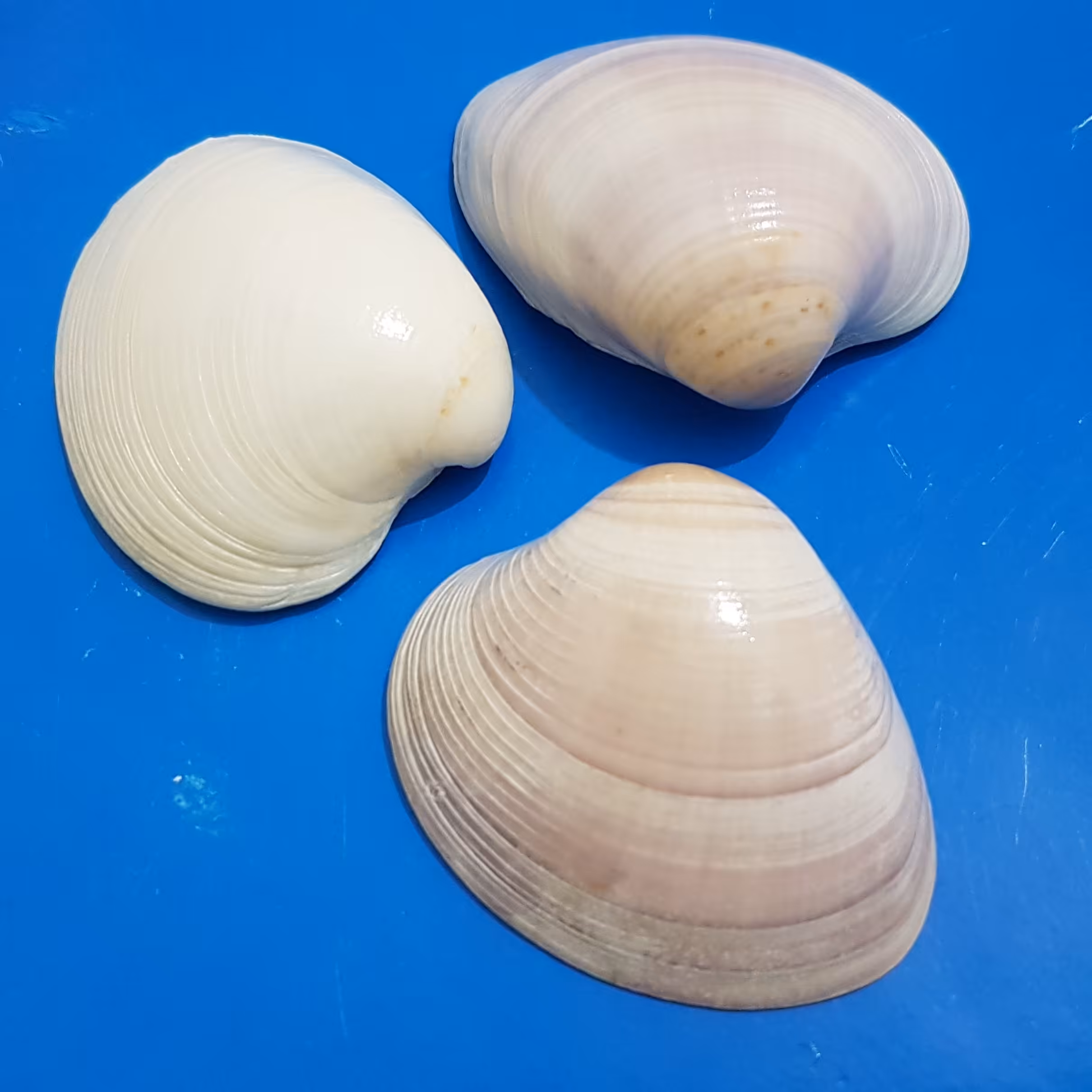 صدف کفه ای ارغوانی 6_7سانتی(عددی)