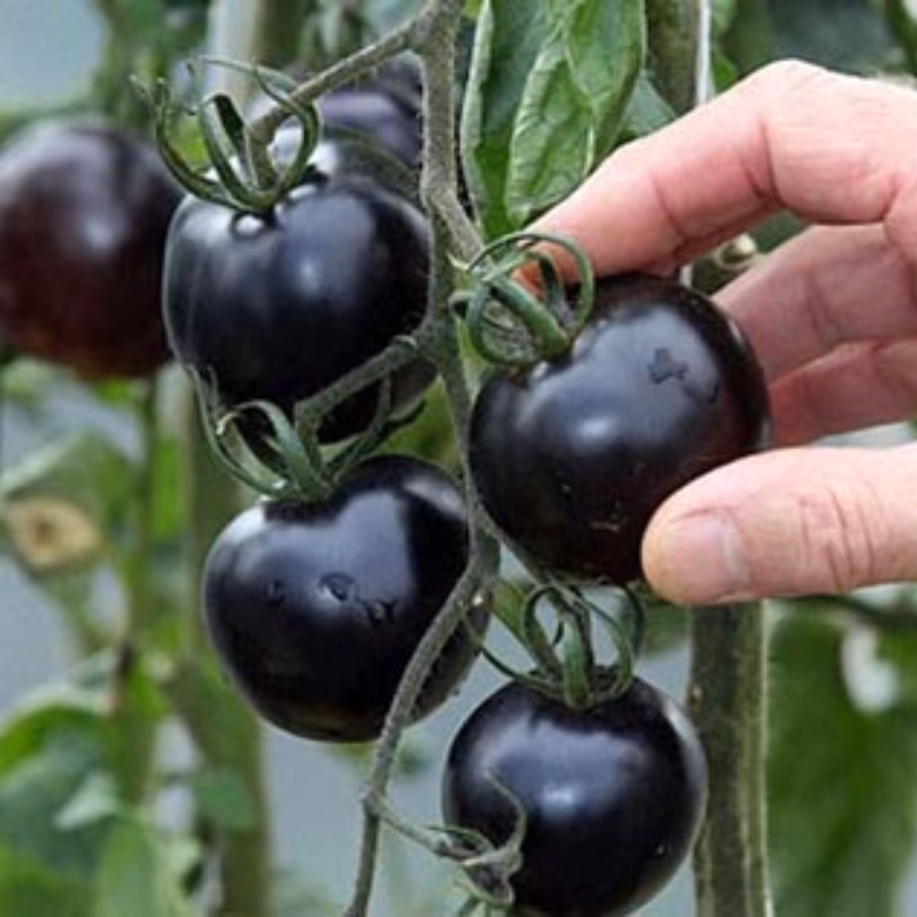 بذر گوجه فرنگی سیاه 5 عددی