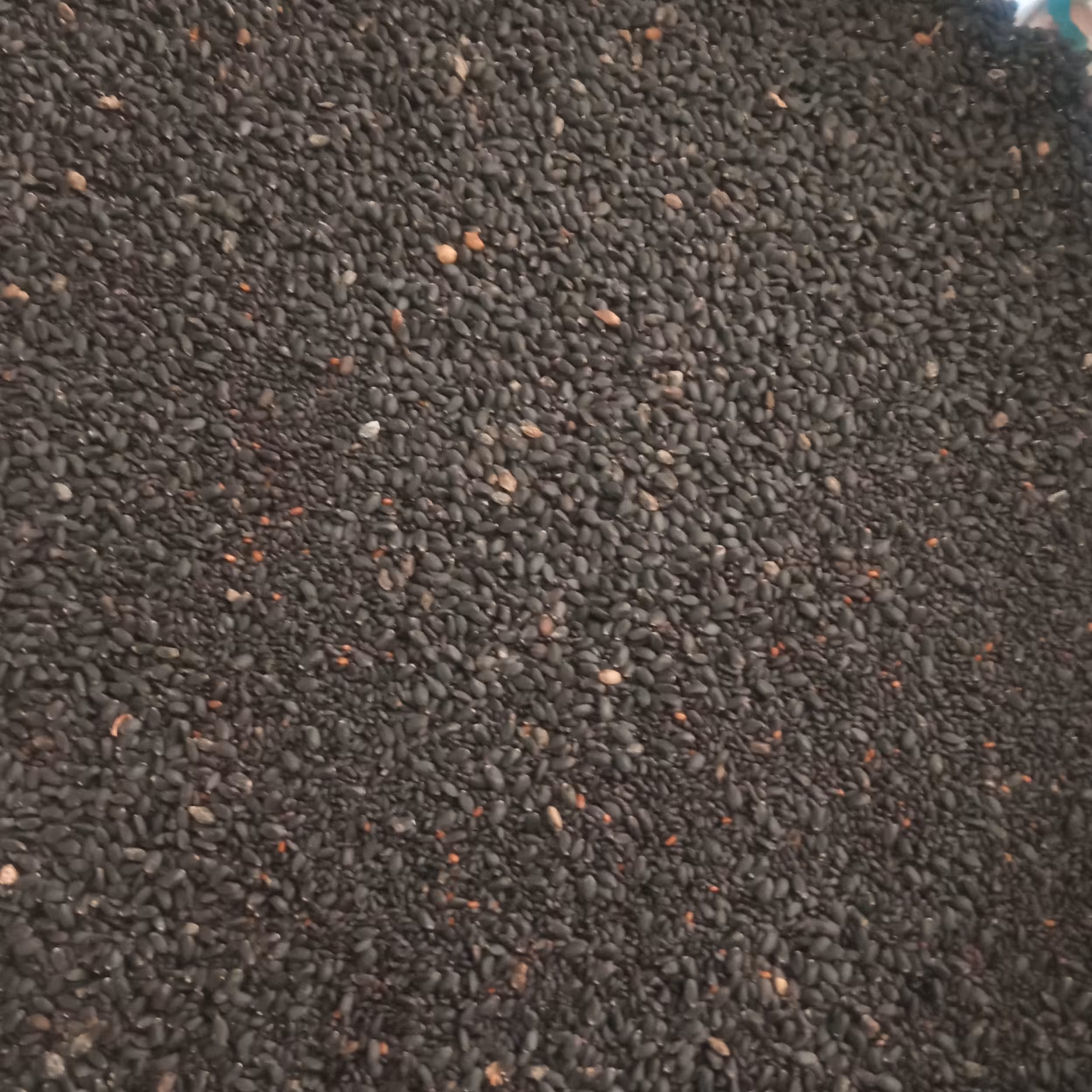 تخم شربتی اعلا (100گرمی)