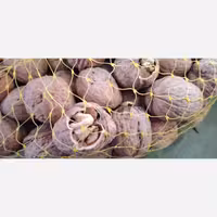 گردو همدان قیمت پنج کیلو1500000تومن ارسال فقط 5کیلوگرم قبل از خرید تماس بگیریدویاروبیکا پیام دهید 