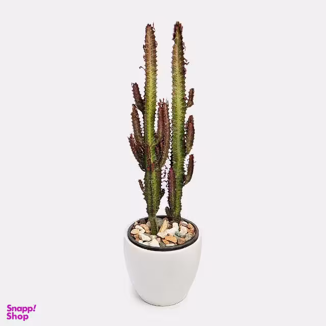 گلدان طبیعی کاکتوس افوربیا رنگ قرمز