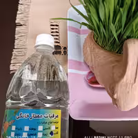 گلاب اعلا خانگی 