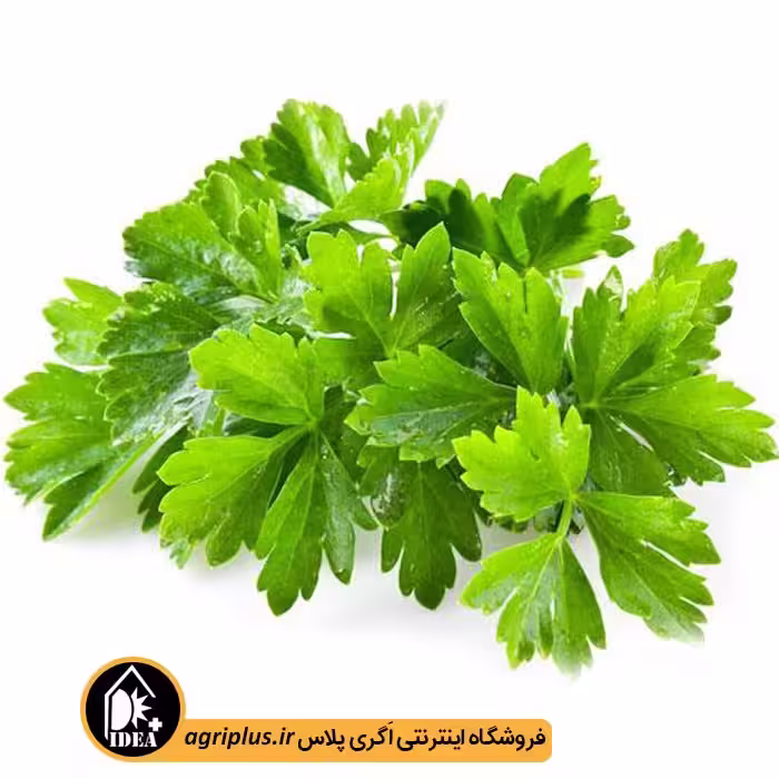 بذر گشنیز بسته بندی خانگی