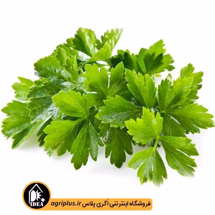 بذر گشنیز بسته بندی خانگی