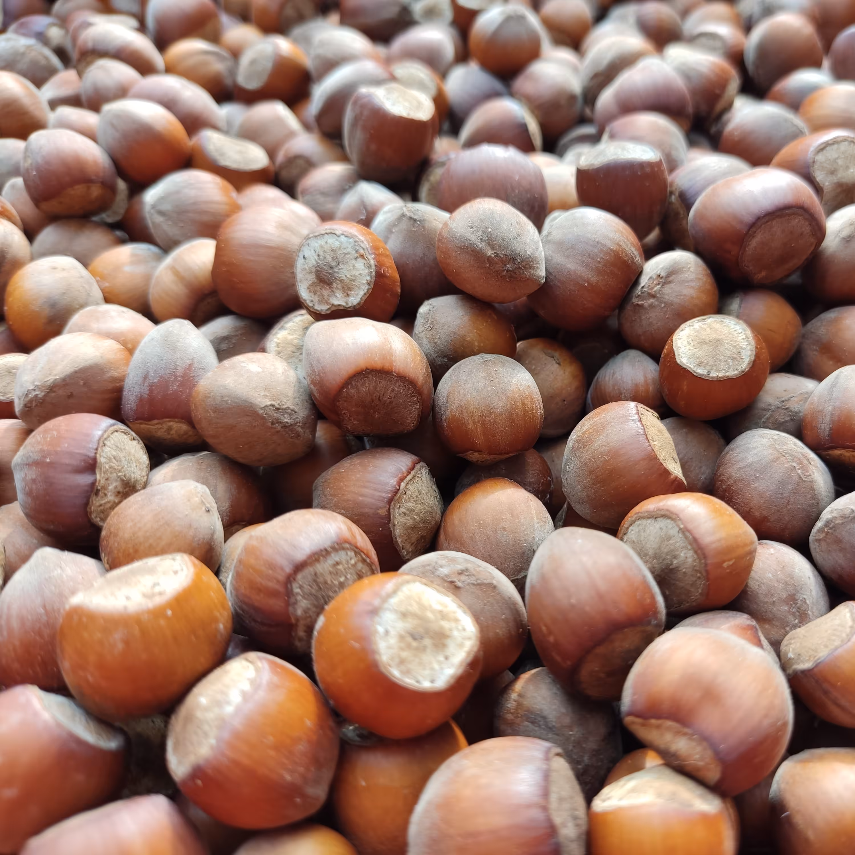 فندق خام با پوست اشکور ، تولید شهریور 1403، ( 2 کیلوگرم)