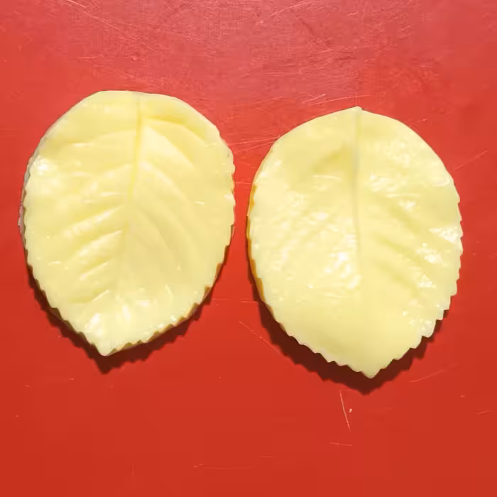 وینر برگ رز ارتفاع قالب حدودا 6.5 سانت