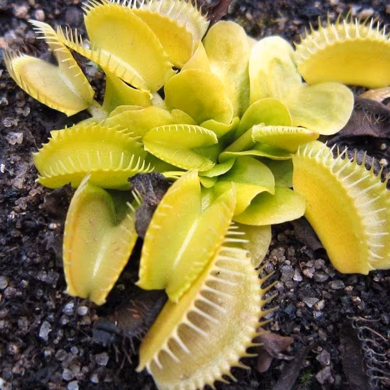 5 عدد بذر واقعی ونوس حشره خوار زرد