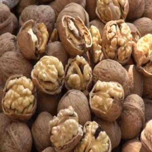 گردو تازه امسال