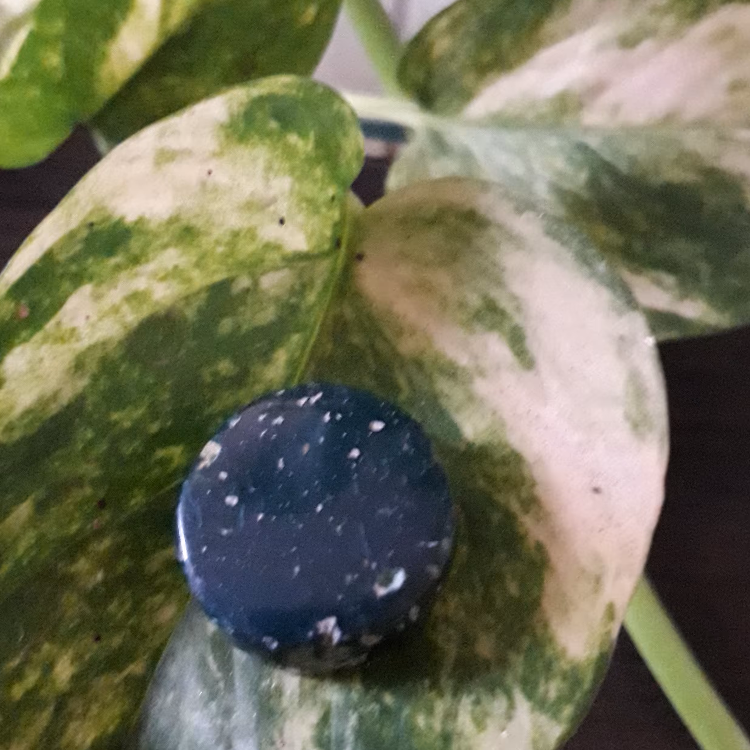 نگین سنگ یشم 