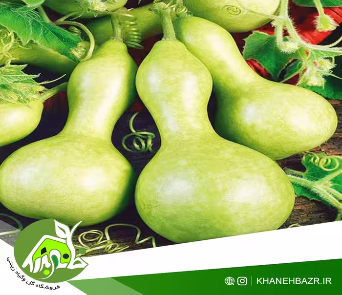 بذر کدو بطری بلند یا قلیانی - خانه بذر | فروشگاه بذر وارداتی گل و گیاه زینتی 1404