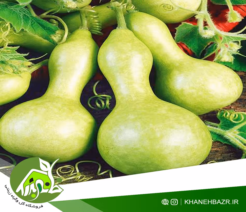 بذر کدو بطری بلند یا قلیانی - خانه بذر | فروشگاه بذر وارداتی گل و گیاه زینتی 1404