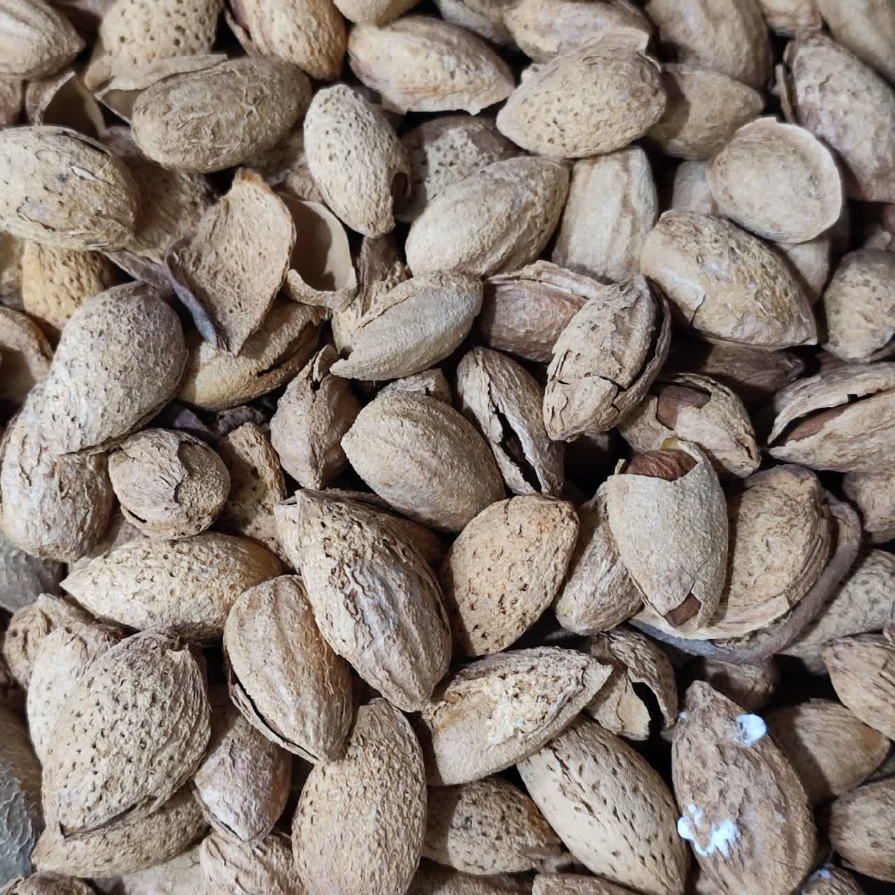 بادام پوست کاغذی خام 500 گرمی