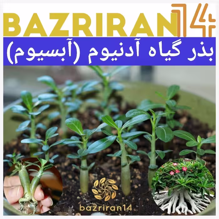 بذر آدنیوم دو عدد باقونامیه و بهترین کیفیت