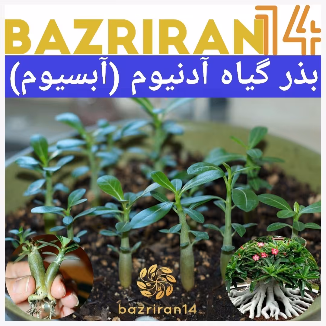 بذر آدنیوم دو عدد باقونامیه و بهترین کیفیت