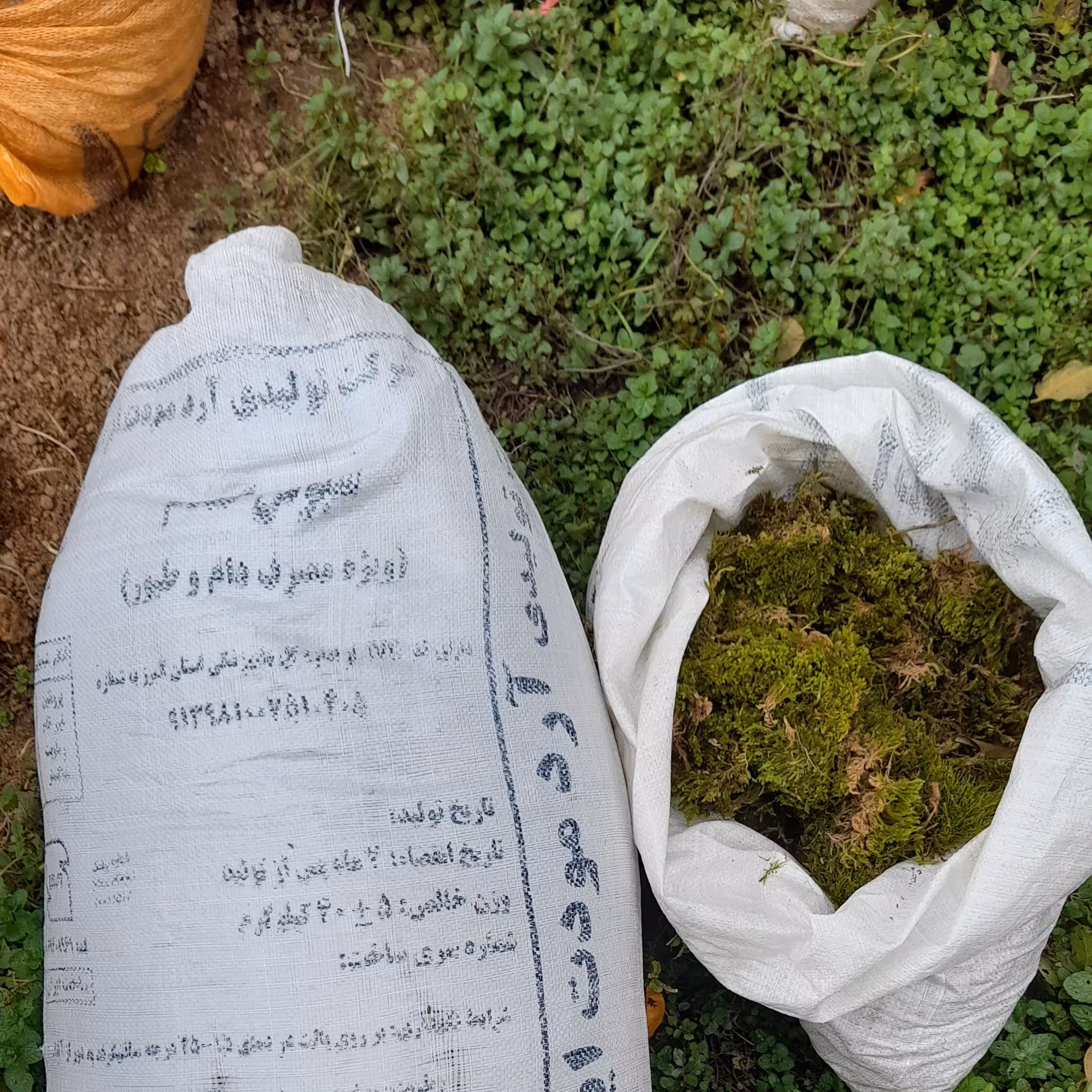 خزه ی مرغوب شمال