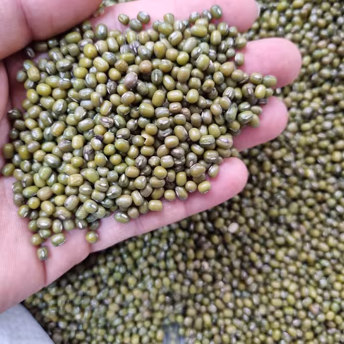 ماش درشت درجه یک بار ایرانی و خارجی نپز و سنگ اصلا نداره به شرط 