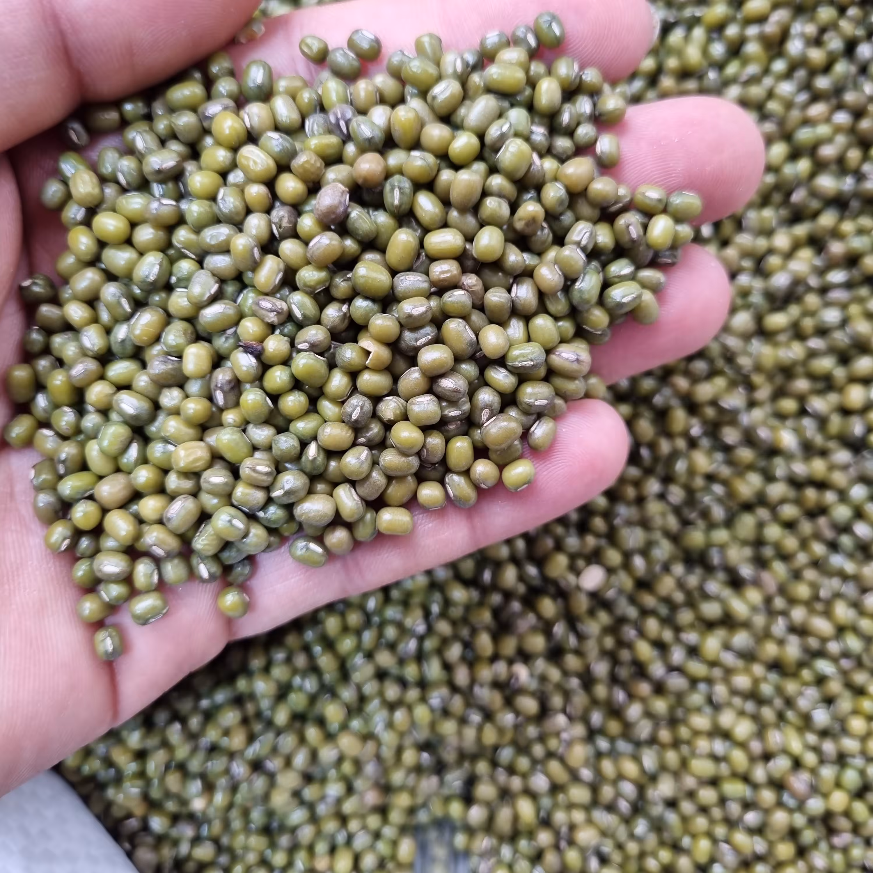 ماش درشت درجه یک بار ایرانی و خارجی نپز و سنگ اصلا نداره به شرط 