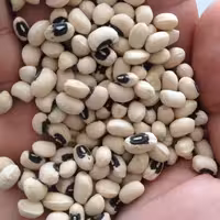 لوبیا چشم بلبلی دستچین باکیفیت و خوش پخت ایرانی در بسته بندی هایی با وزن خالص یک کیلوگرمی