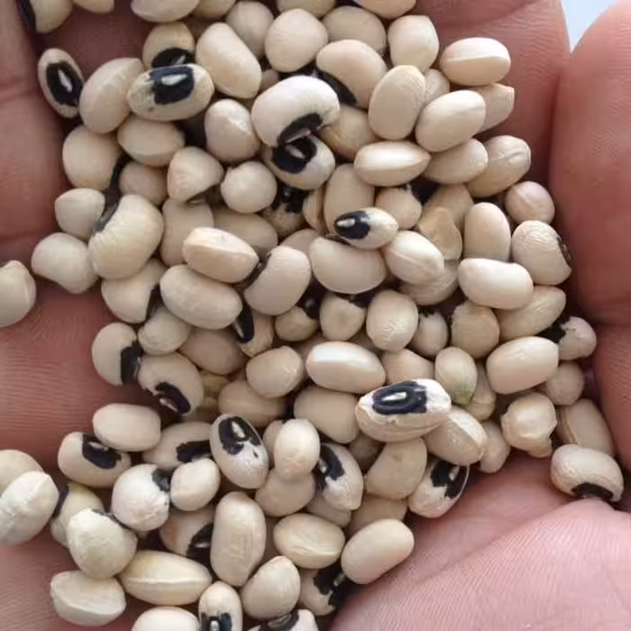 لوبیا چشم بلبلی دستچین باکیفیت و خوش پخت ایرانی در بسته بندی هایی با وزن خالص یک کیلوگرمی