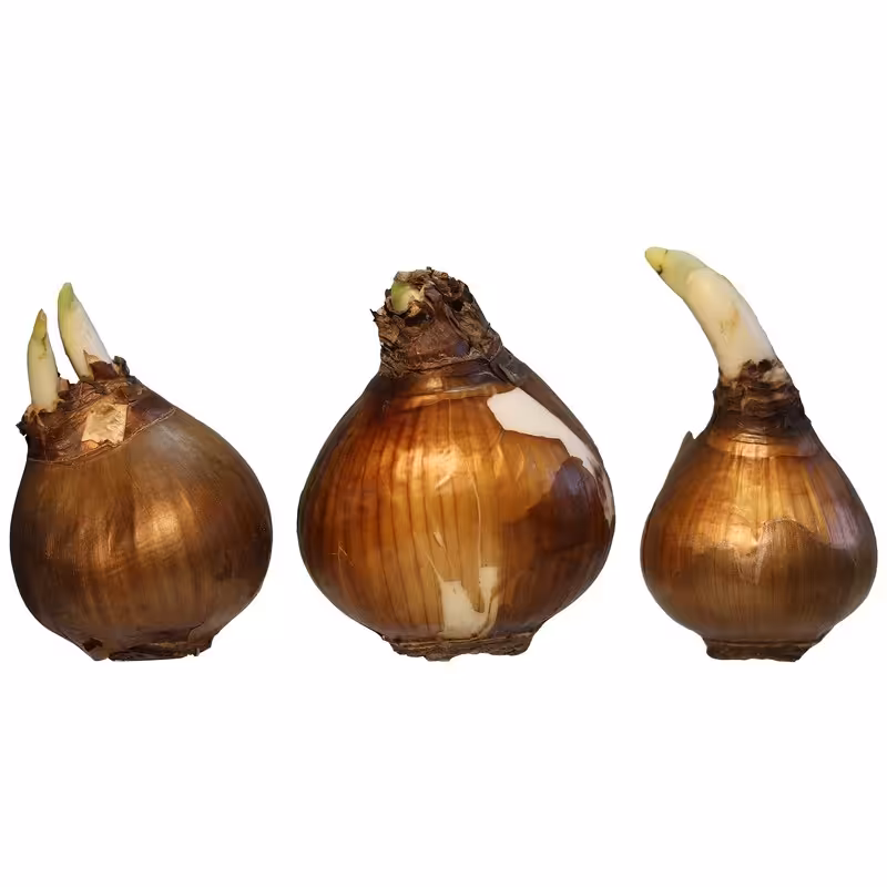 پیاز گل نرگس