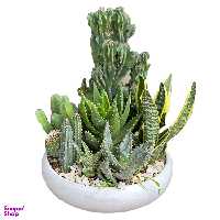 گل طبیعی کاکتوس و ساکولنت گل آنلاین کد 75
