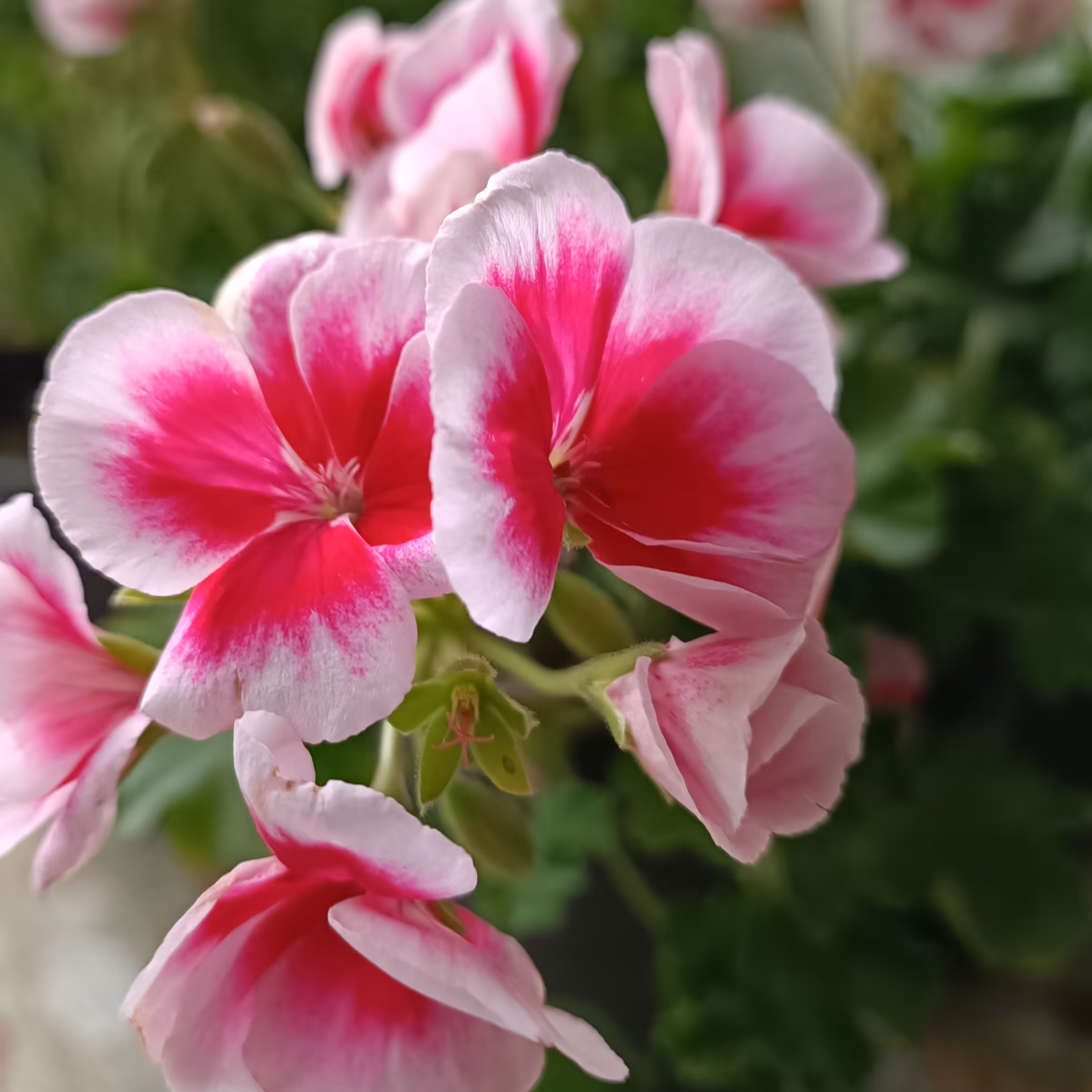 گل های حیاطی