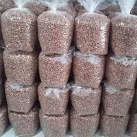 بادام زمینی استانه اشرفیه برداشت مرداد 1402 نوبرانه خوش طعم ونمکی 