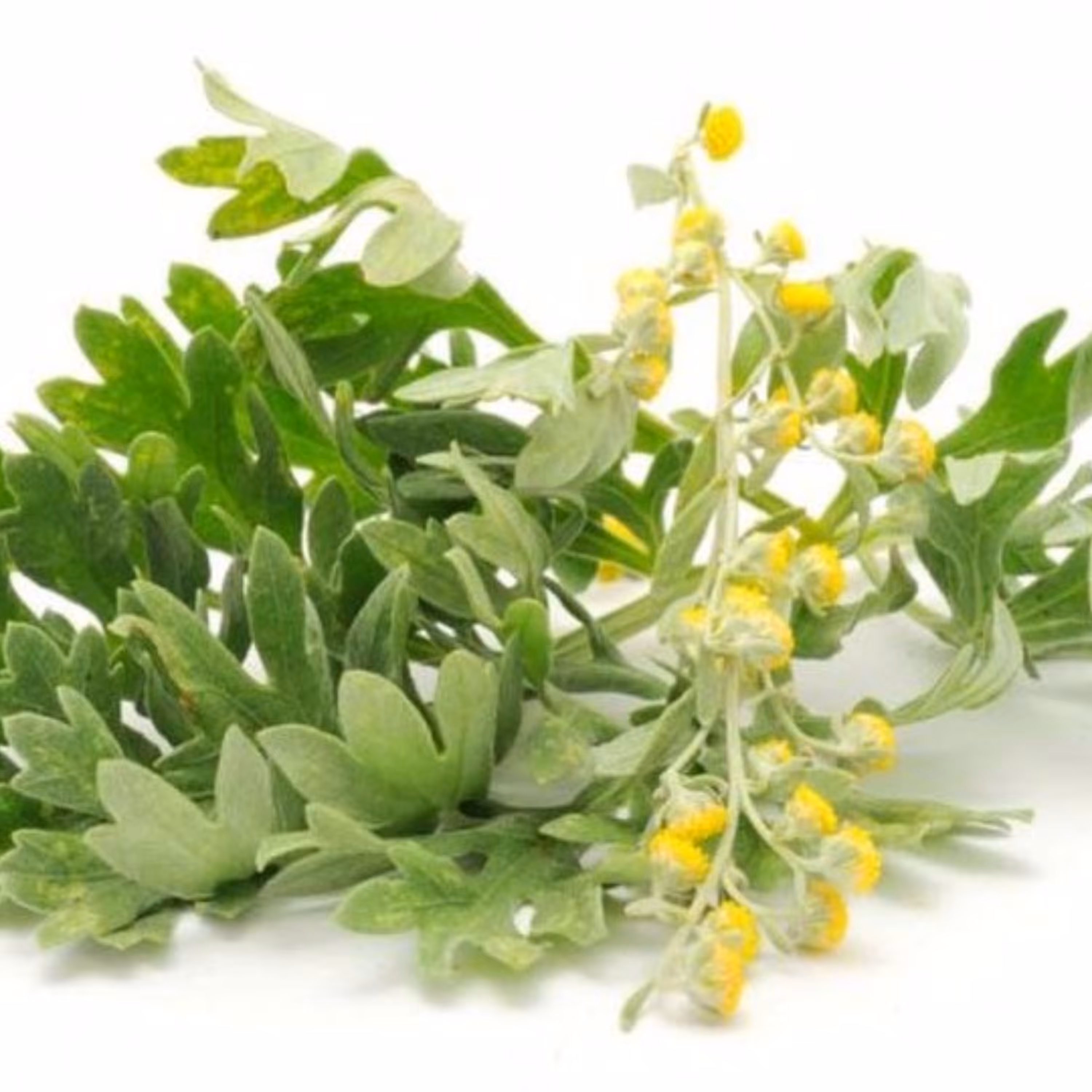 عرق افسنطین