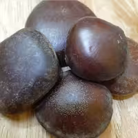 قر ص کمر (گیاه برای کمر درد) (بلادر کمر) 5 کیلویی