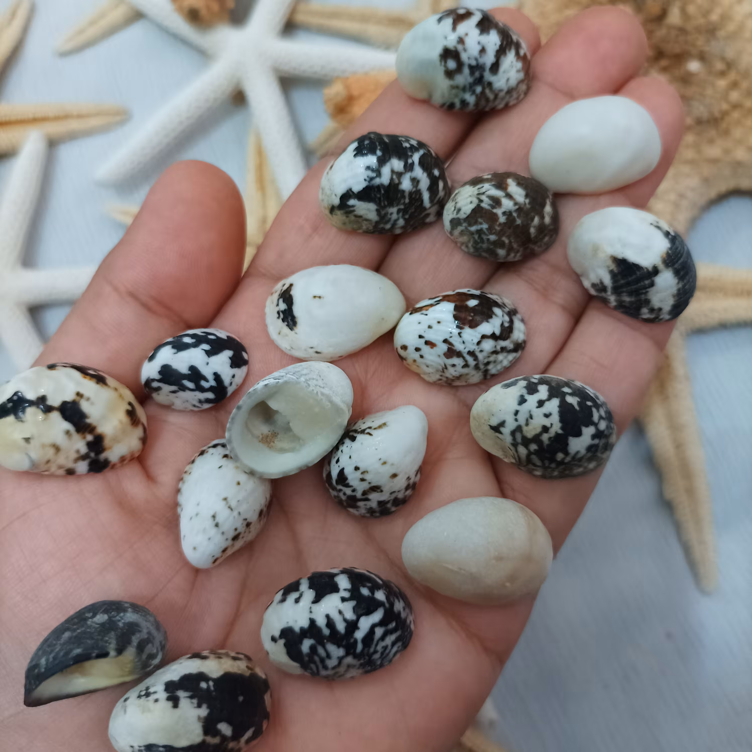 5 عدد حلزون خلیج فارس   مناسب رزین و شمع و ساخت دکوری  