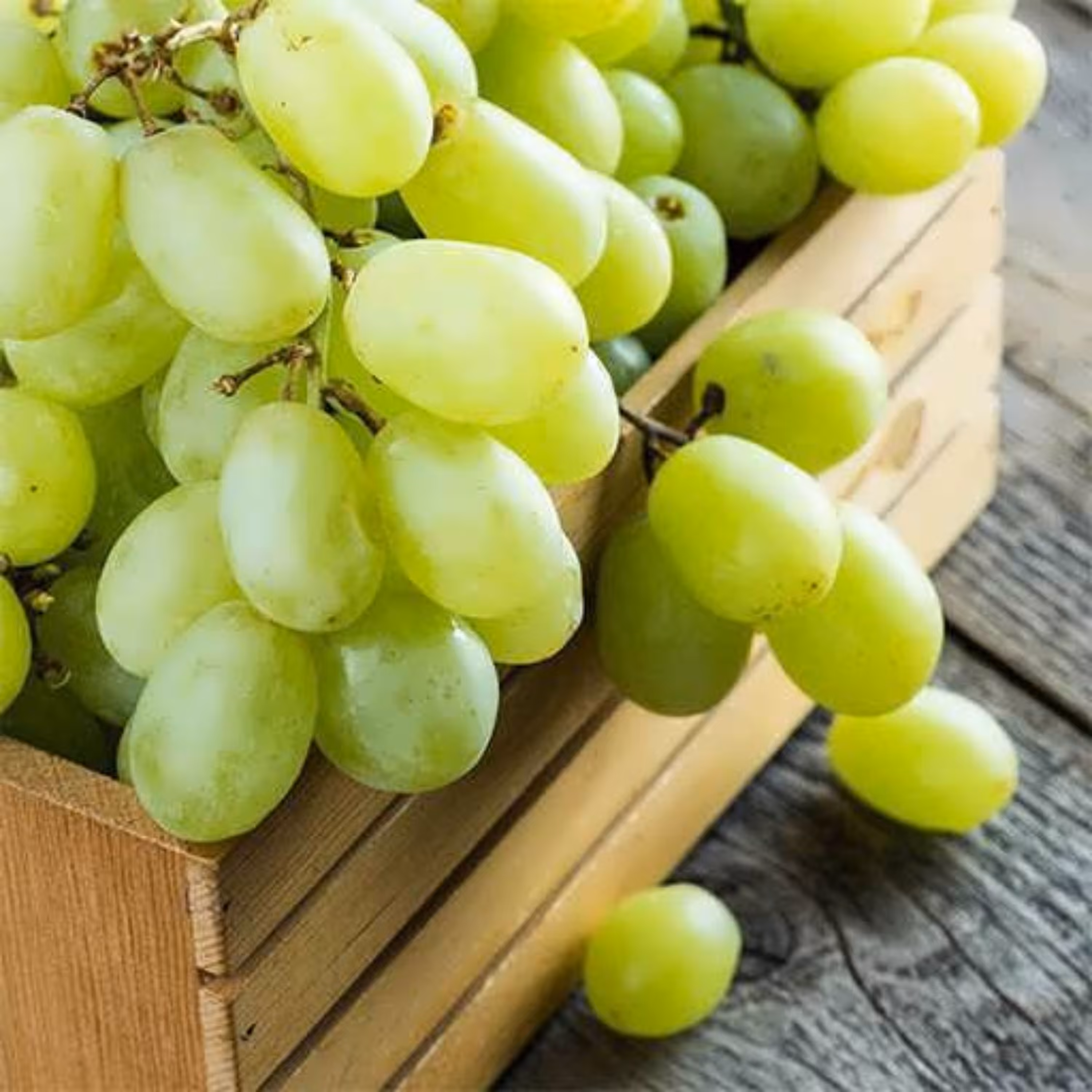 بذر انگور سفید ویکتوریا 10 عددی 