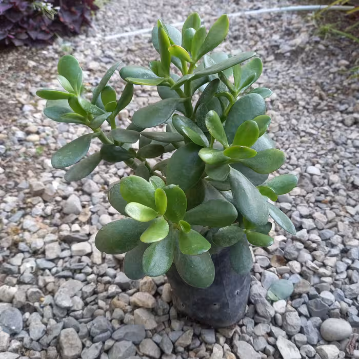 گل طبیعی  یشم ....هزینه ارسال بصورت پسکرایه توسط مشتری پرداخت میشود....